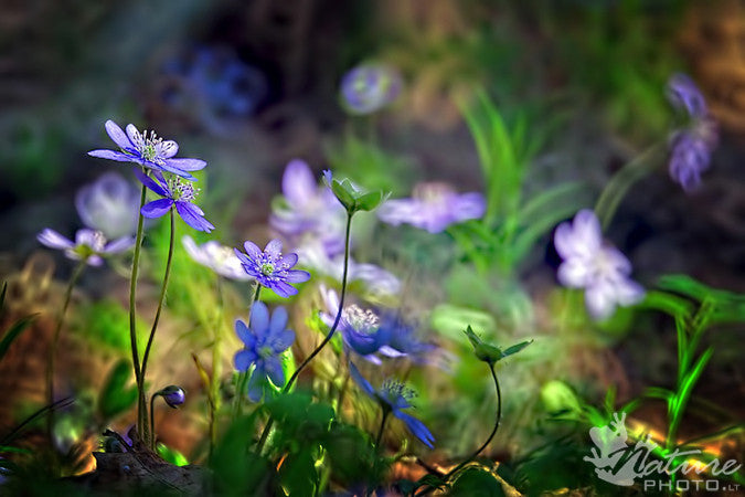 Šis tas apie maisto papildus plačiau. I dalis.