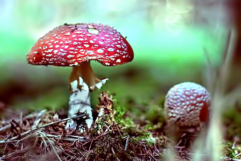 LIŪDNA ISTORIJA APIE RAUDONĄSIAS MUSMIRES